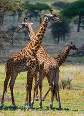 Group of giraffes in the savanna. Kenya. Tanzania. East Africa. An excellent illustration.