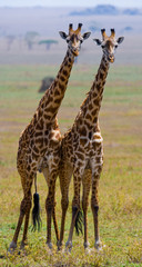 Naklejka na ściany i meble Two giraffes in savanna. Kenya. Tanzania. East Africa. An excellent illustration.