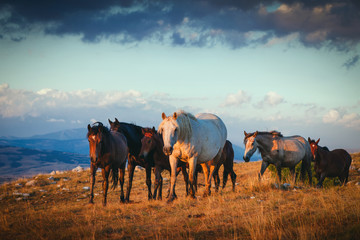 A herd of wild horses walking on the mountain