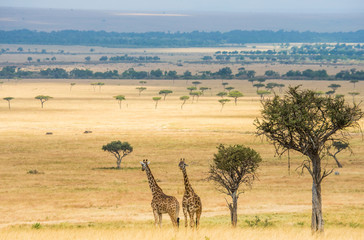 Fototapety  Dwie żyrafy w sawannie. Kenia. Tanzania. Wschodnia Afryka. Doskonała ilustracja.