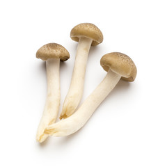 Mushroom on the isolated background.