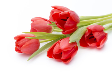 Tulips on the white background.