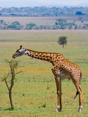 Giraffe in savanna. Kenya. Tanzania. East Africa. An excellent illustration.