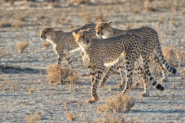 Fototapeta na wymiar three cheetahs at kgalagadi