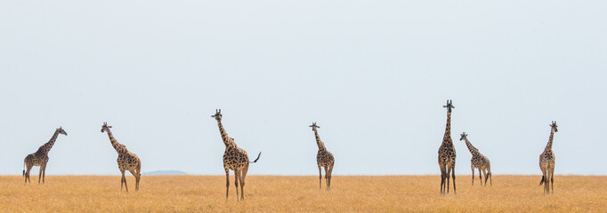 Group of giraffes in the savanna. Kenya. Tanzania. East Africa. An excellent illustration. © gudkovandrey