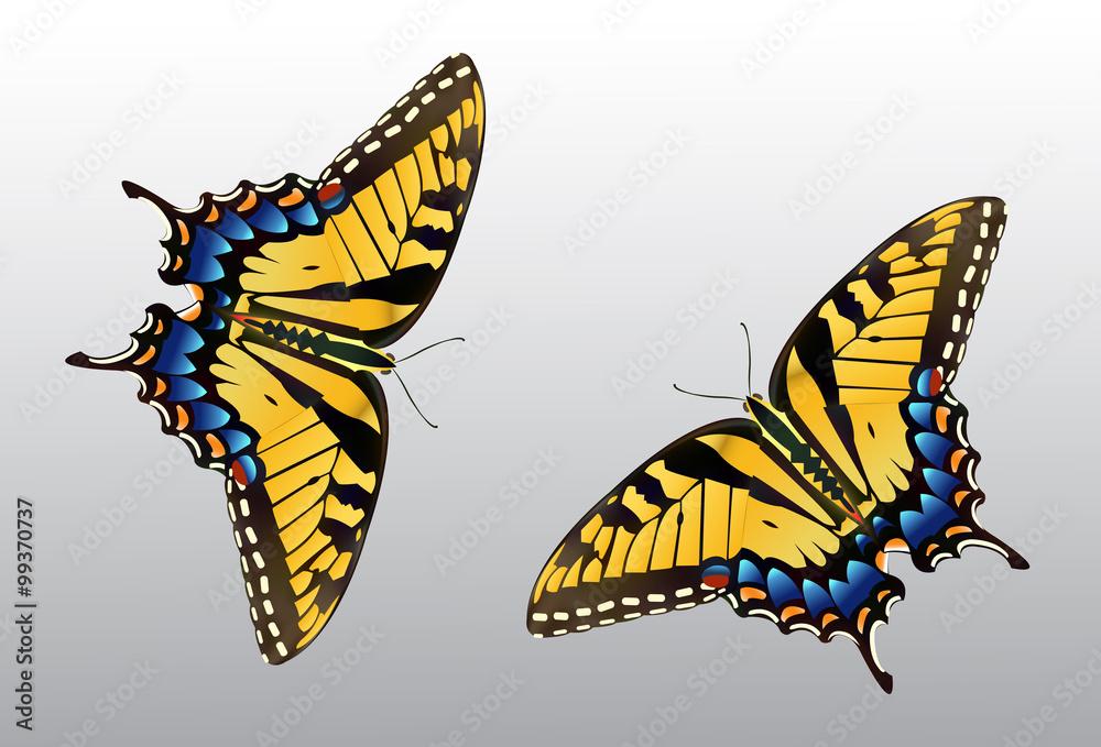 Wall mural Butterfly Clip Art - Species: Tiger Swallowtail - Vector Image