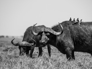 Obraz premium Grazing buffalos and birds sitting on them