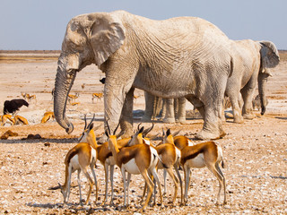 Herd of impalas and elephants at waterhole - obrazy, fototapety, plakaty