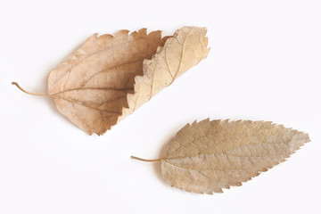 Two dry leaves isolated on white background