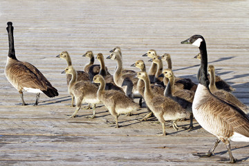 Pair of Adult Canada Geese lead their young goslings across the Boardwalk
