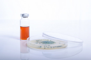 Microbiology petri plate with penicillin culture growth inside 
