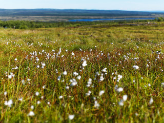 Fototapeta premium Swedish Cotton Grass