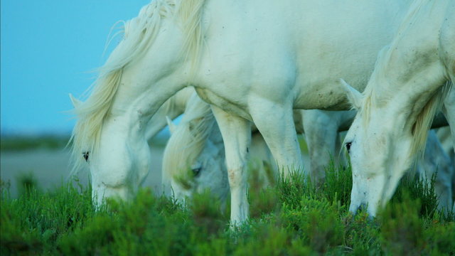 Camargue horses Mediterranean wetlands grass Stallion Gelding