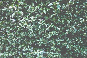 植物のテクスチャー素材