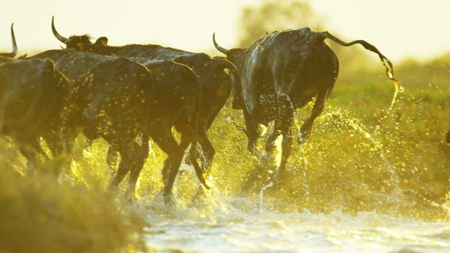 Bull running cowboy water Camargue horse sun flare 