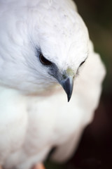 White Hawk