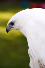 White Hawk