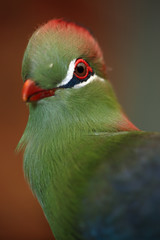 Fischer's Turaco