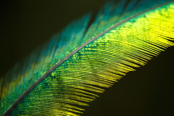 Quetzal feather