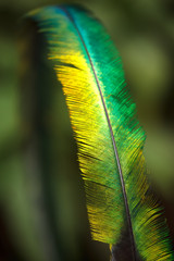 Quetzal feather