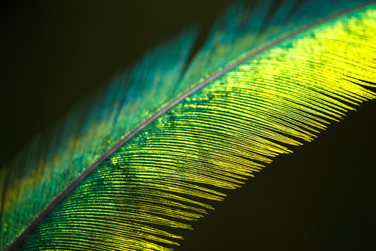 Quetzal Feather