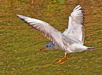 Obraz premium common gull flying on the lake surface