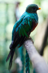 Quetzal