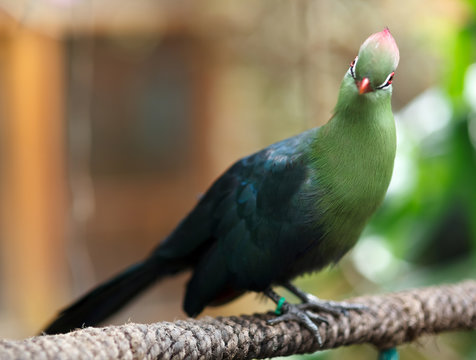 Fischer's Turaco