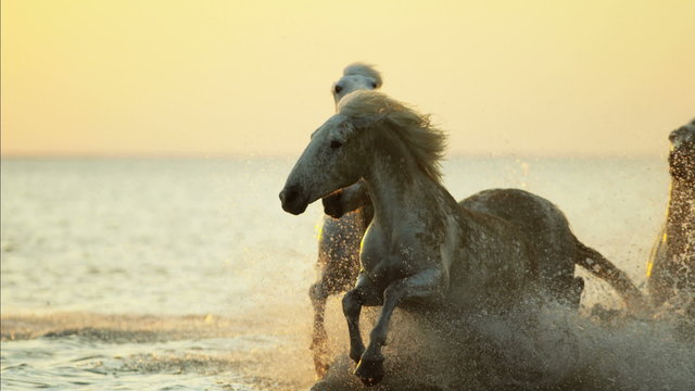 Camargue animal horse France sunrise white Stallion Gelding