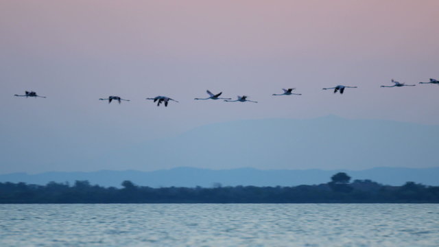 Flamingo bird flying sunset water France Camargue