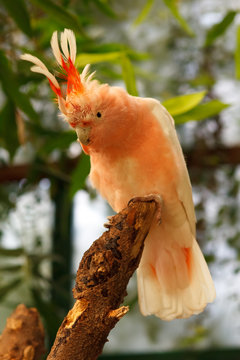 Leadbeater's Cockatoo