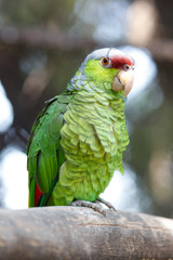 Yellow-crowned Parrot