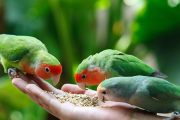 Lovebird Agapornis