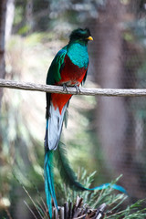Quetzal