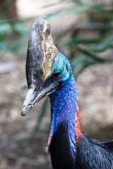 Naklejka premium Cassowary