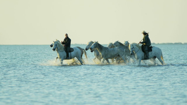 France Camargue animal horse wildlife running cowboy water