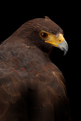 Harris's Hawk