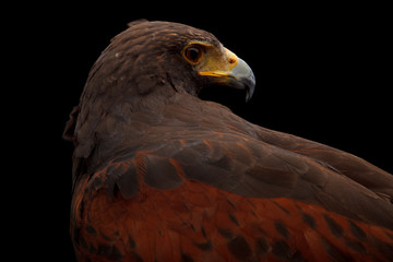 Harris's Hawk