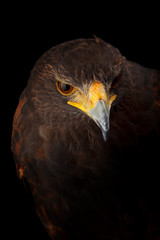 Harris's Hawk