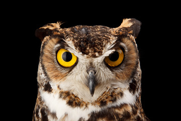 Great Horned Owl