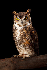 Great Horned Owl