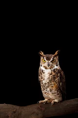 No drill light filtering roller blinds Owl Great Horned Owl