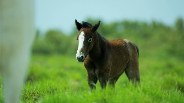 Camargue horse foal baby young wild livestock travel