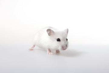 Portrait of white mouse, studio shot