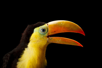 Baby toucan