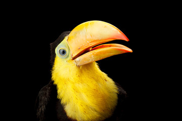 Baby toucan