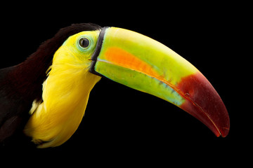 Toucan