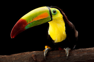 Toucan