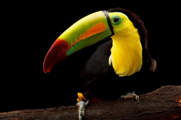 Toucan