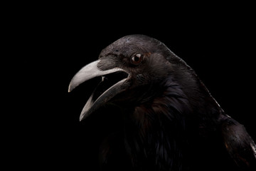 Black crow in black